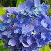 sunblueblossom